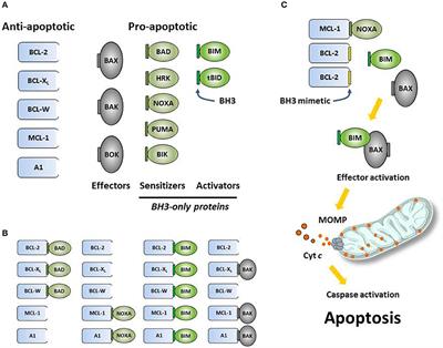 Hematologic Tumor Cell Resistance to the BCL-2 Inhibitor Venetoclax: A Product of Its Microenvironment?